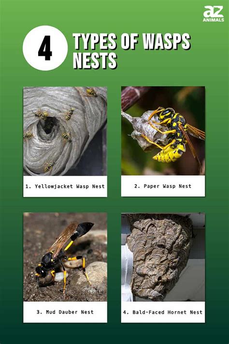 4 Types Of Wasps Nests And Their Unique Features A Z Animals 4 Types Of Wasps Nests And Their Unique Features A Z Animals