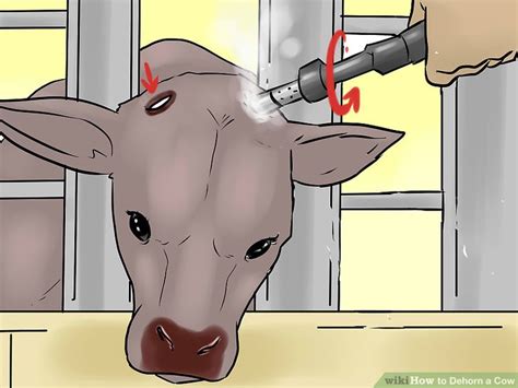 4 Ways To Dehorn A Cow Wikihow