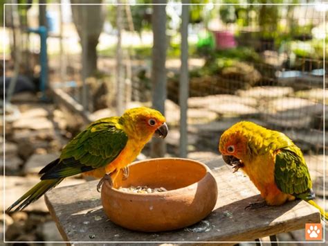 5 Best Pellets For Conures Buyers Guide Amp Comparison Vivo Pets