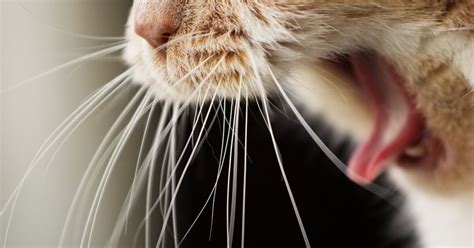 5 Cat Hacks To Understand And Treat Cat Hairballs Petguide