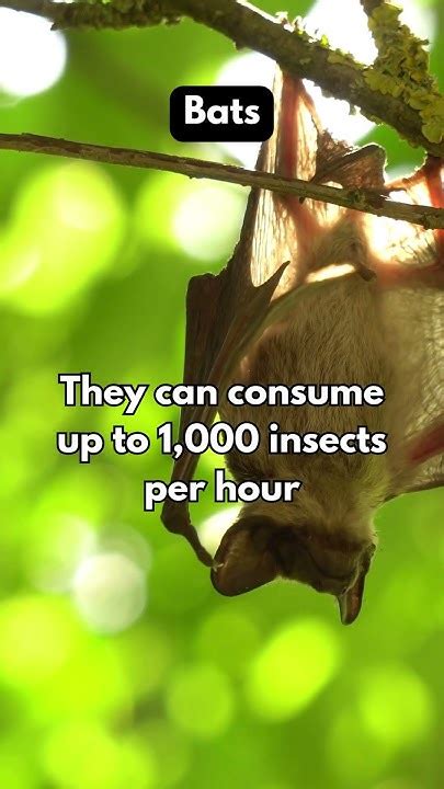 5 Facts About Bats Part 171 Facts Funfacts Shorts Bats Youtube