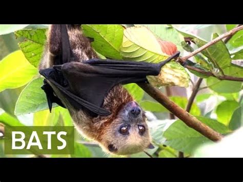 5 Facts About Bats Youtube