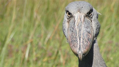 5 Facts You Didn T Know About Africa S Shoebill