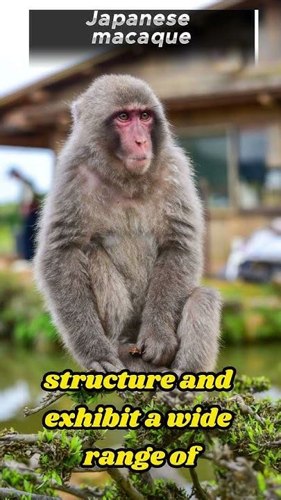 5 Fascinating Facts About Japanese Macaques Youtube 5 Fascinating Facts About Japanese Macaques Youtube