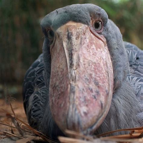 5 Outstanding Facts About The Amazing Shoebill Shoebill Shoebill