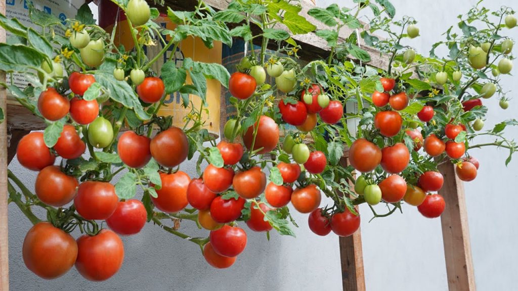 5 Secrets To Grow Lots Of Tomatoes In Containers Container Garden