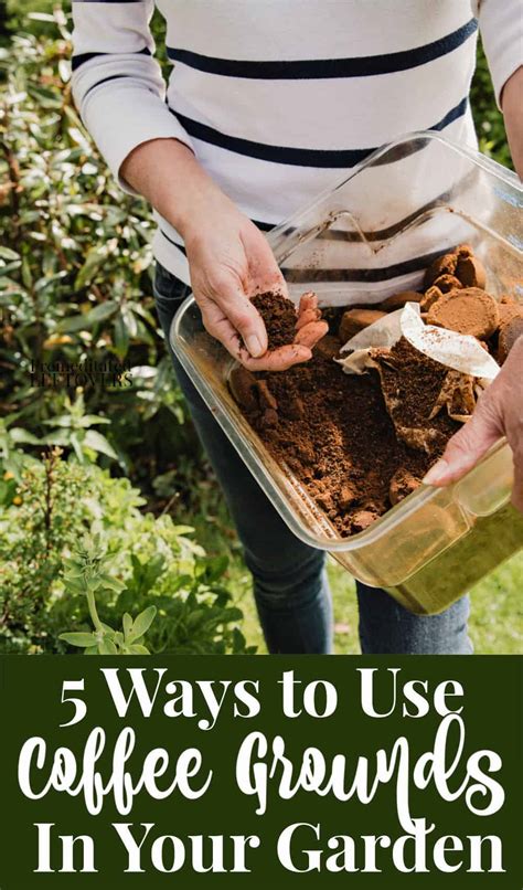 5 Unique Ways To Use Coffee Grounds For Plants And Gardening