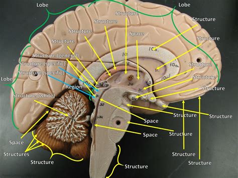 5 Ways Brain Labeled Model Works Ritscloud Hub