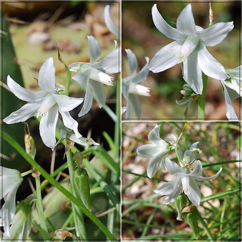 5 White Flowers Melina1965 Flickr