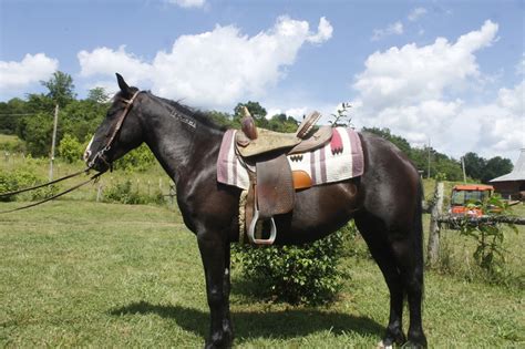 5 Yr Mustang Flashy Well Started Great Mover Willing Kind For Sale In Tennessee United States Of America 5 Yr Mustang Flashy Well Started Great Mover Willing Kind For Sale In Tennessee United States Of America