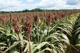 5M Research Grant For Uiuc To Make Sorghum A Sweet Source Of Biofuel