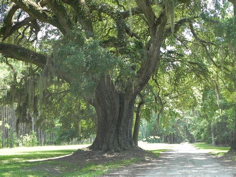 6 Best Shade Trees For Your Central Florida Landscape