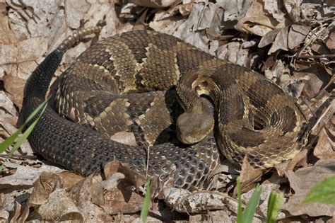6 Venomous Snakes Found In Missouri 2025 Bird Watching Hq