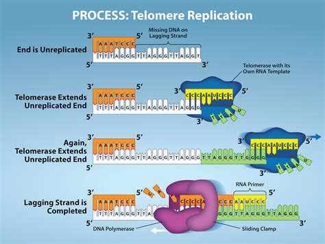7 6 Dna Replication In Eukaryotes Biology Libretexts 7 6 Dna Replication In Eukaryotes Biology Libretexts