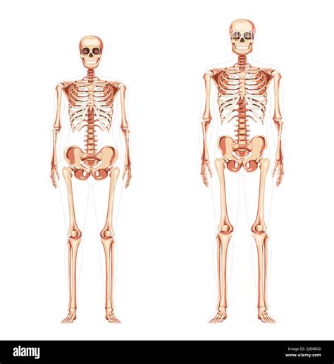 7 847 Male And Female Skeleton Images Stock Photos 3D Objects