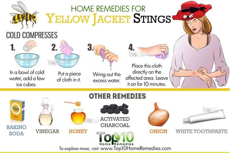 7 Home Remedies To Try When Yellow Jacket Stings You 7 Home Remedies To Try When Yellow Jacket Stings You