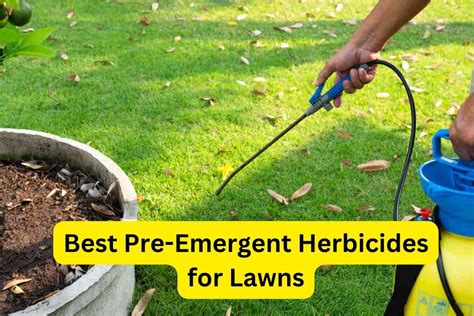 8 Best Pre Emergent Herbicides For Lawns Reviews
