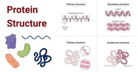 8 Levels Of Organizations Of Proteins Download Scientific Diagram