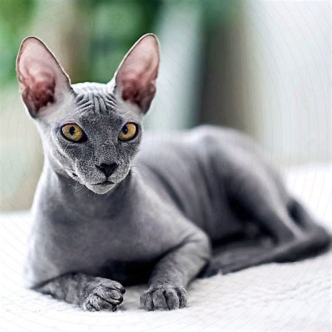 8 Rare And Hairless Cat Breeds 8 Rare And Hairless Cat Breeds