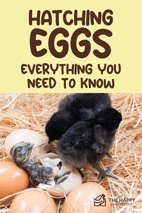8 Tips For Hatching Chicks Naturally