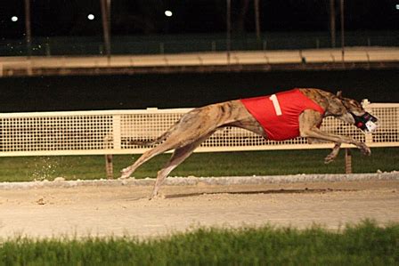 8 Wonders Of Kansas Customs Racing Greyhounds Abilene Kansas Sampler Foundation