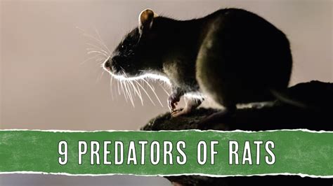 9 Animal Predators That Eat Mice The Survival Race Pest Pointers