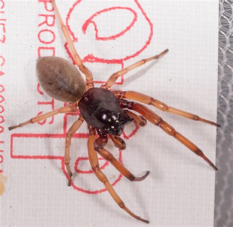 9 Fascinating Facts About Broad Faced Sac Spider Facts Net 9 Fascinating Facts About Broad Faced Sac Spider Facts Net