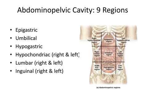 9 Regions Of The Abdominopelvic Cavity