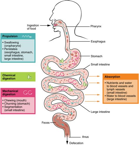 Small intestine digestion occurs