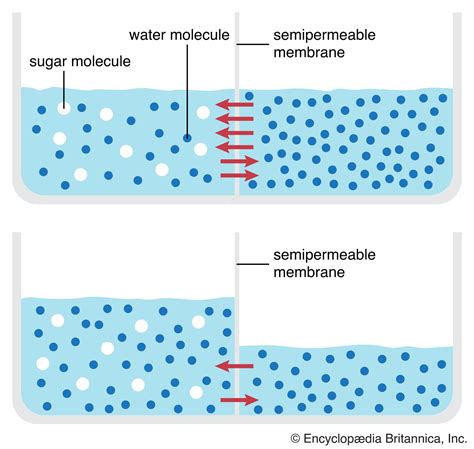 A B Solute Molecule Water Semi Permeable Membrane Ap Biology