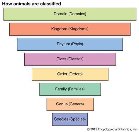 A Biological Classification Biology4isc