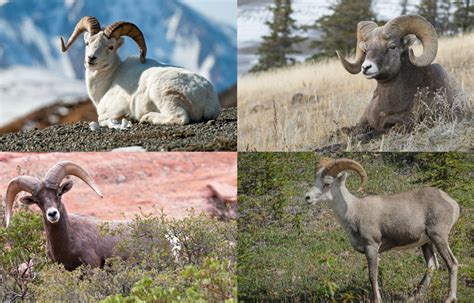 A Breakdown Of All Four Sheep Species Gohunt The Hunting Company