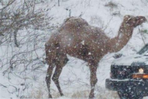 A Camel Showed Up In Pennsylvania Amp 39 S Snowstorm Phillyvoice