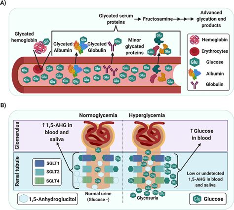 A Graphical Representation Of The Mechanism By Which Glycated Proteins