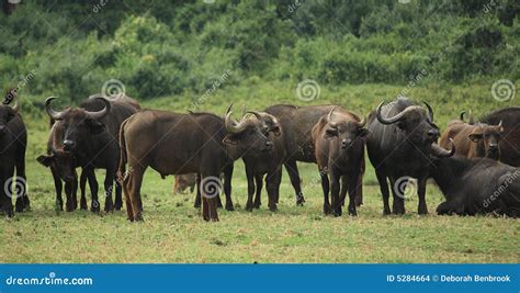 A Group Of Buffalo At The Way Stock Photo Image Of Field Cattle