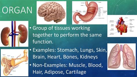Organs Teamwork: Key Function Clusters Explored