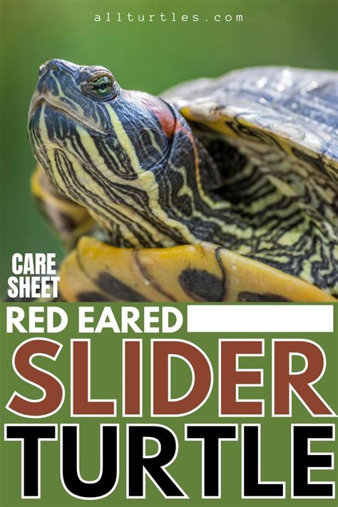 A Guide To Caring For Red Eared Slider Turtles As Pets Artofit