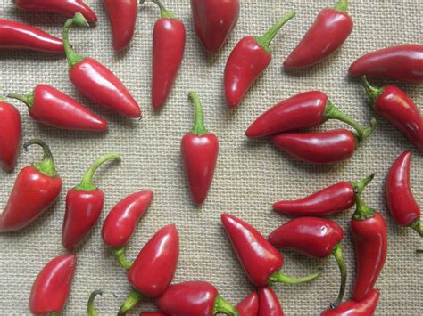 A Guide To Fresno Chili Peppers Colors Uses Origins