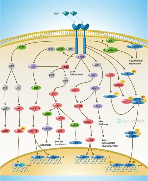 A Method To Examine Temporal Regulation Of Endogenous Ptms On Any Protein Of Interest A Snapshot Of The Egfr Signaling Pathway