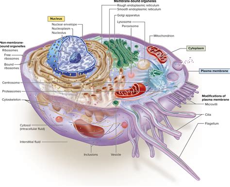 A P 1 Cell Structure And Function Plasma Membrane Diagram Quizlet