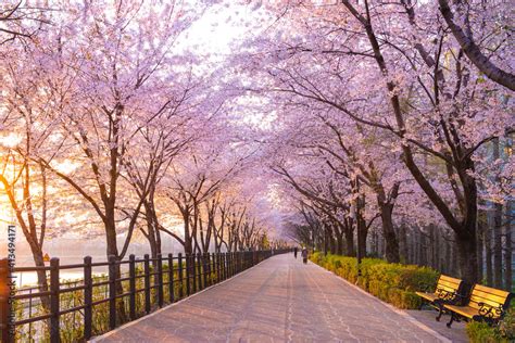 A Pinoy In Korea April 1 Is The Last Day Of Cherry Blossoms In Seoul