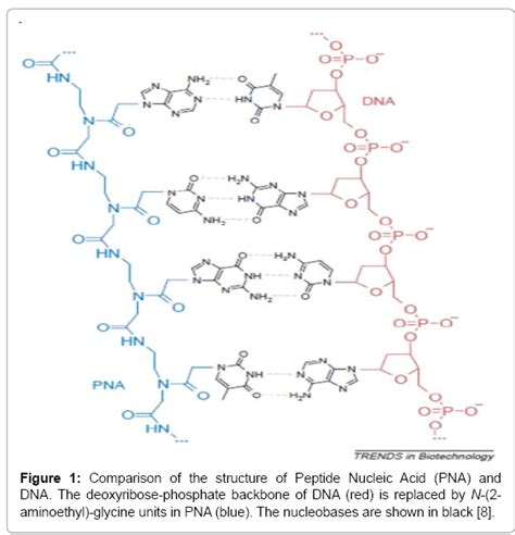 A Review Of Peptide Nucleic Acid