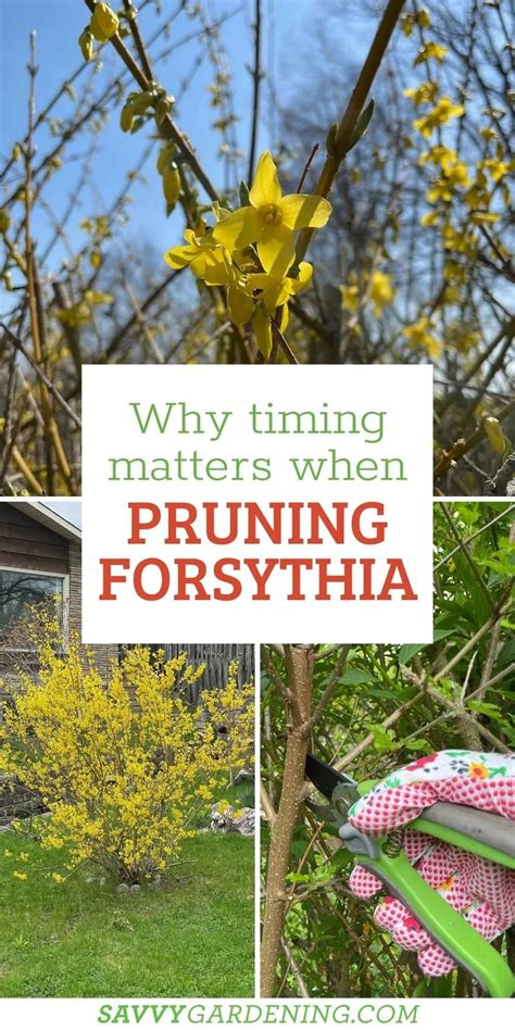 A Stroll Through The Garden Tips On When And How To Prune Forsythia A Stroll Through The Garden Tips On When And How To Prune Forsythia