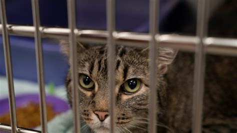 A Veterinarian Shortage Putting A Strain On Available Animal Care