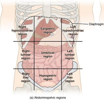Abdominal Surface Anatomy Radiology Reference Article Radiopaedia Org