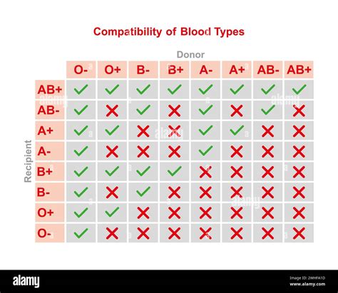 Abo Blood Type Compatibility Illustration Stock Photo Alamy