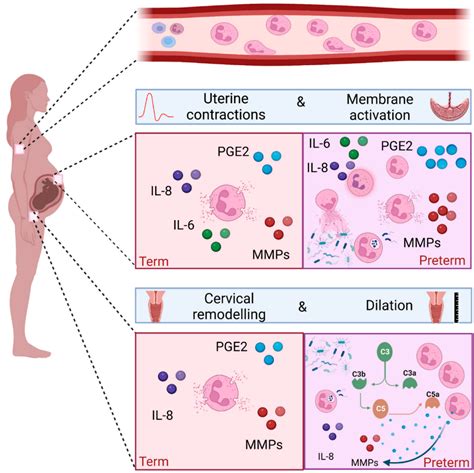 Absolute Neutrophils High Pregnancy