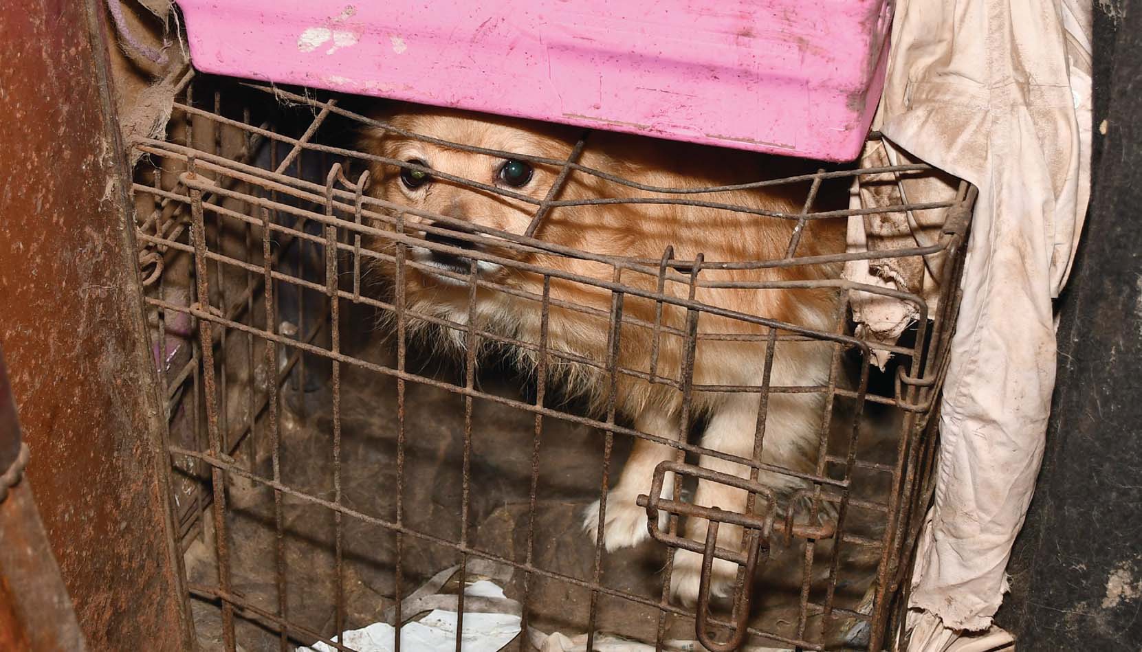 5 Ways Stop Animal Cruelty