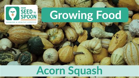 Acorn Squash How To Grow And When To Plant In Your Backyard Or Patio Garden From Seed To Spoon Vegetable Garden Planner Mobile App Acorn Squash How To Grow And When To Plant In Your Backyard Or Patio Garden From Seed To Spoon Vegetable Garden Planner Mobile App