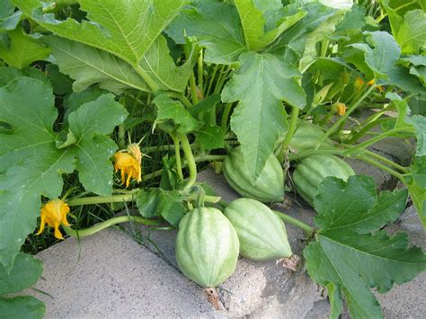 Growing and Caring for Your Acorn Squash Plant: Tips for a Bountiful Harvest